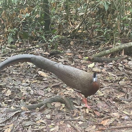 Umiyuki Jungle Tour Only Treking With As Ξενοδοχείο Bukit Lawang Εξωτερικό φωτογραφία