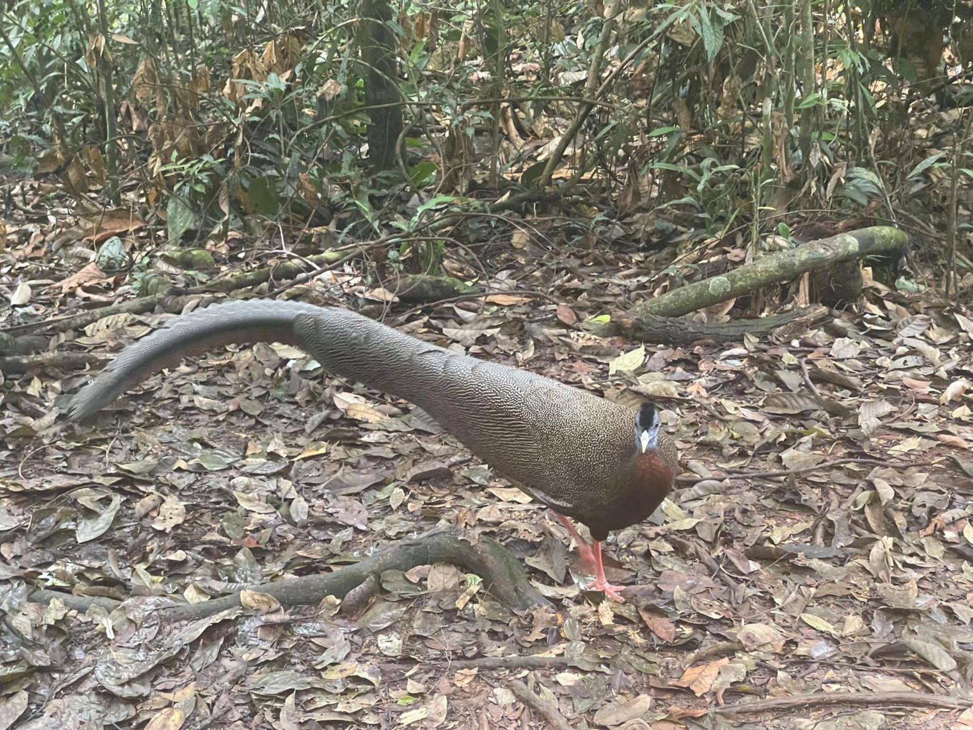 Umiyuki Jungle Tour Only Treking With As Ξενοδοχείο Bukit Lawang Εξωτερικό φωτογραφία