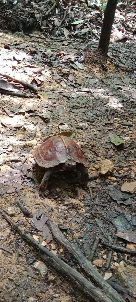 Umiyuki Jungle Tour Only Treking With As Ξενοδοχείο Bukit Lawang Εξωτερικό φωτογραφία
