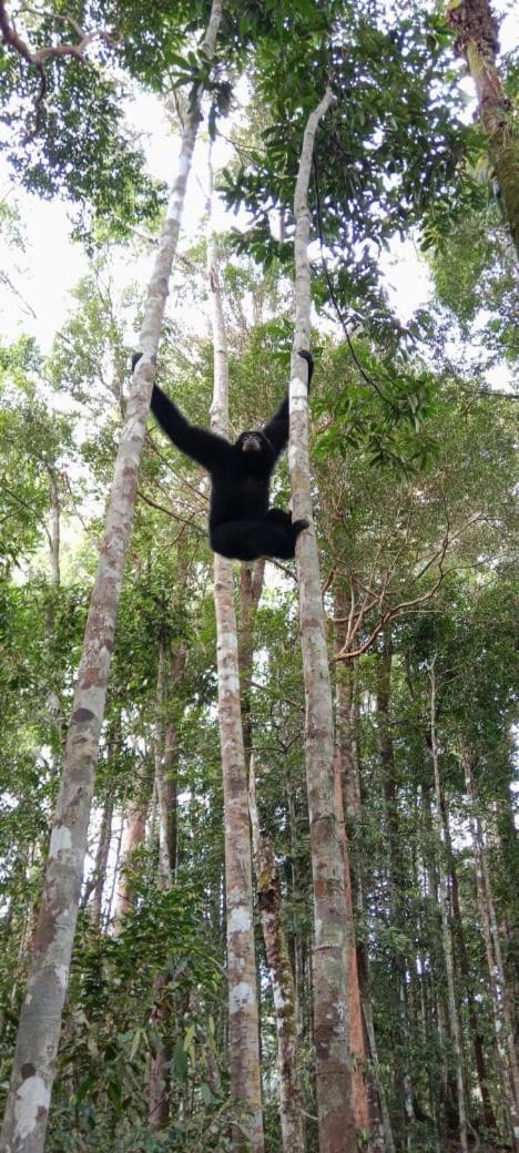 Umiyuki Jungle Tour Only Treking With As Ξενοδοχείο Bukit Lawang Εξωτερικό φωτογραφία